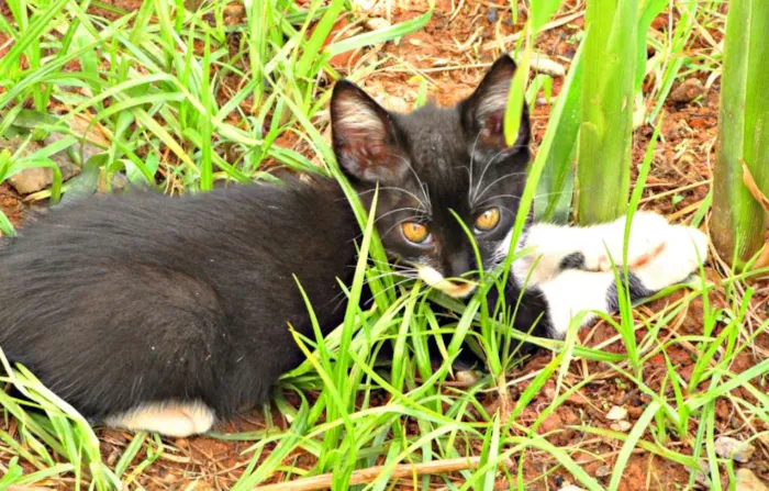 Gato raça Viralata idade 2 a 6 meses nome Não tem