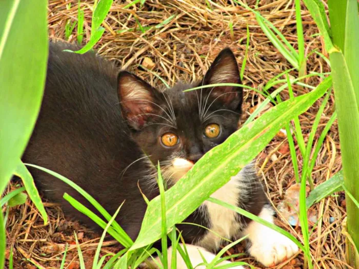 Gato raça Viralata idade 2 a 6 meses nome Não tem