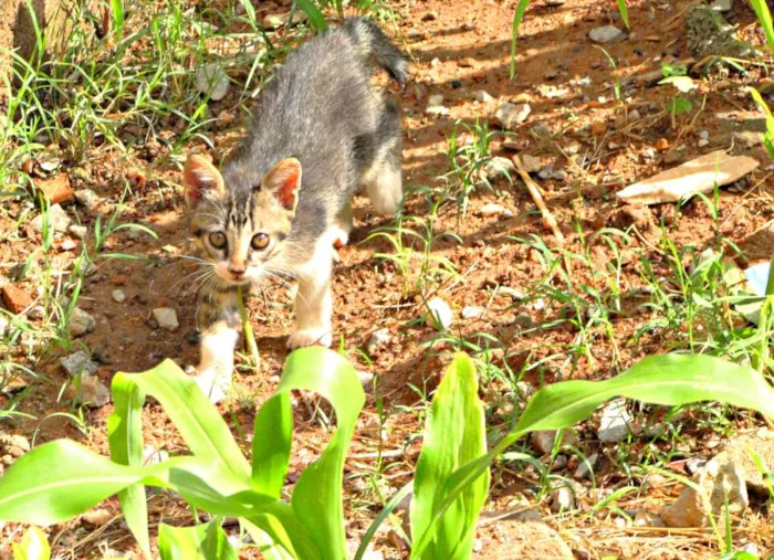 Gato raça Viralata idade 2 a 6 meses nome Não tem
