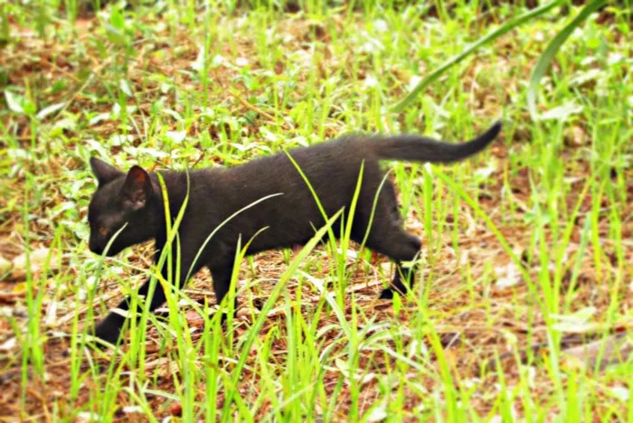 Gato raça Viralata idade 2 a 6 meses nome Não tem