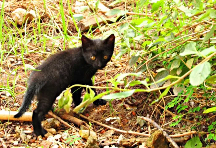 Gato raça Viralata idade 2 a 6 meses nome Não tem