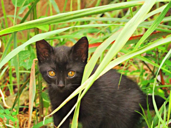 Gato raça Viralata idade 2 a 6 meses nome Não tem