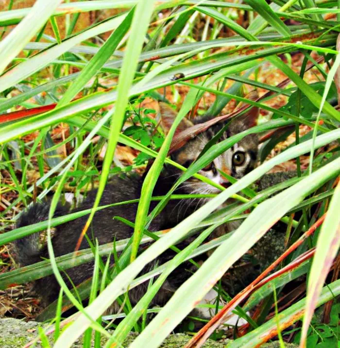 Gato raça Viralata idade 2 a 6 meses nome Não tem