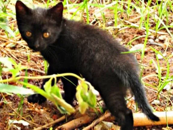 Gato raça Viralata idade 2 a 6 meses nome Não tem
