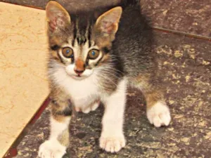 Gato raça Viralata idade 2 a 6 meses nome Não tem