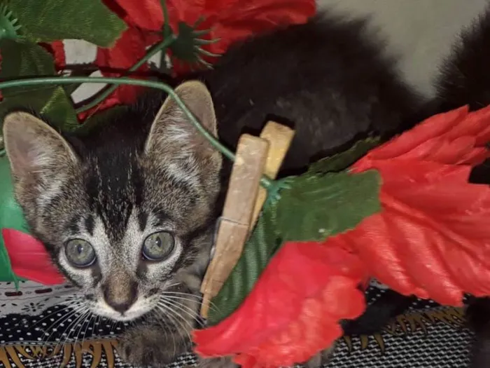 Gato ra a Vira lata  idade 2 a 6 meses nome Mel
