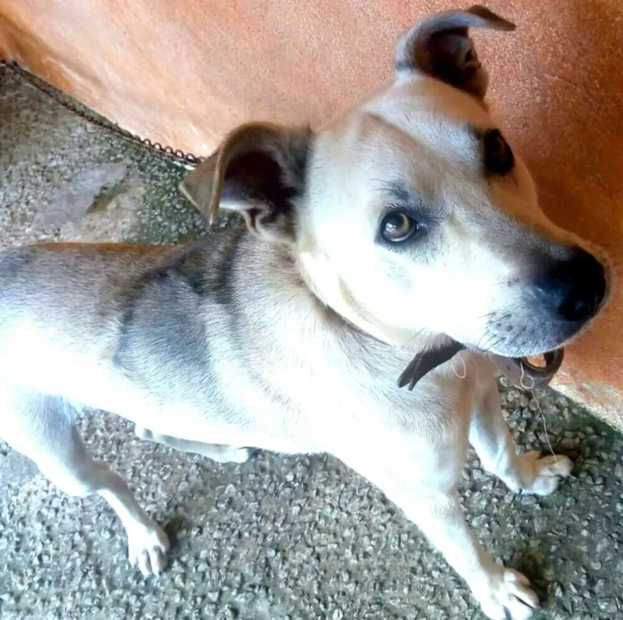 Cachorro ra a  idade 3 anos nome Pitoco 