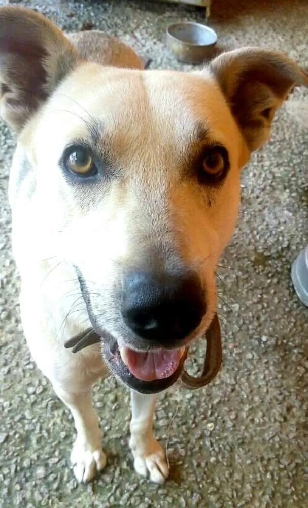 Cachorro ra a  idade 3 anos nome Pitoco 