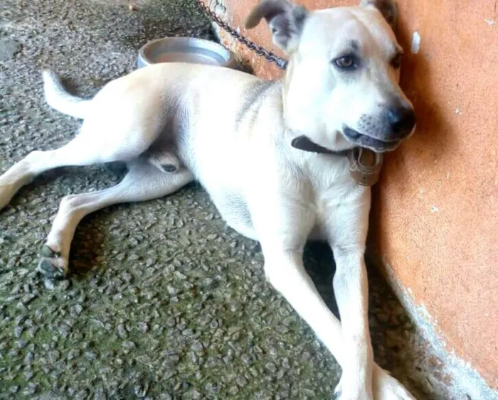 Cachorro ra a  idade 3 anos nome Pitoco 