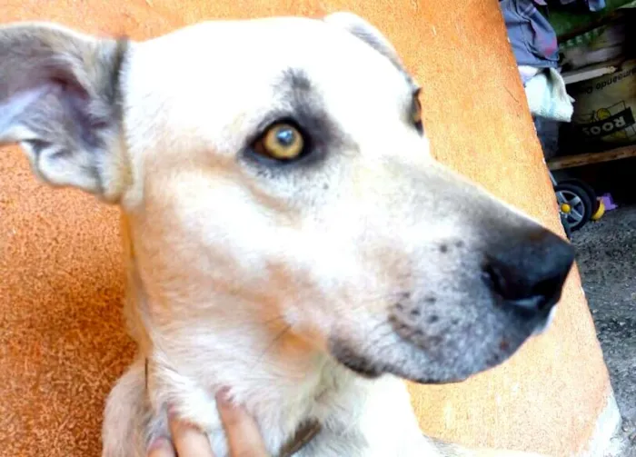 Cachorro ra a  idade 3 anos nome Pitoco 