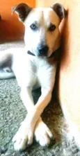 Pitoco