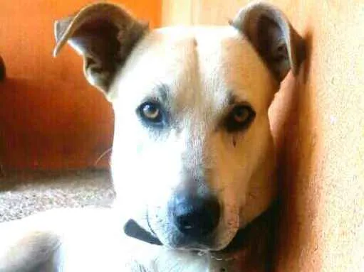Cachorro ra a  idade 3 anos nome Pitoco 