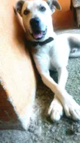 Pitoco
