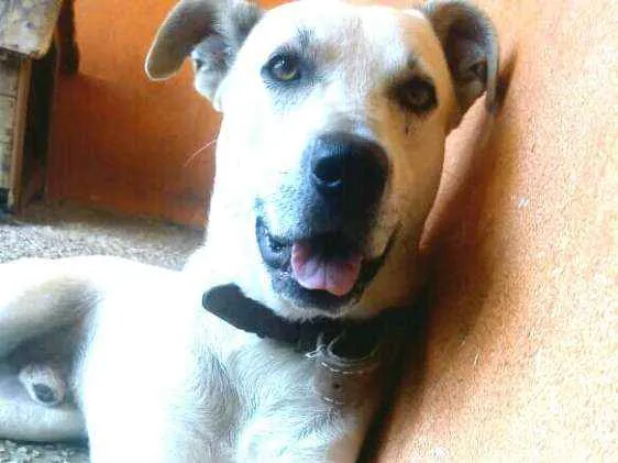 Cachorro ra a  idade 3 anos nome Pitoco 