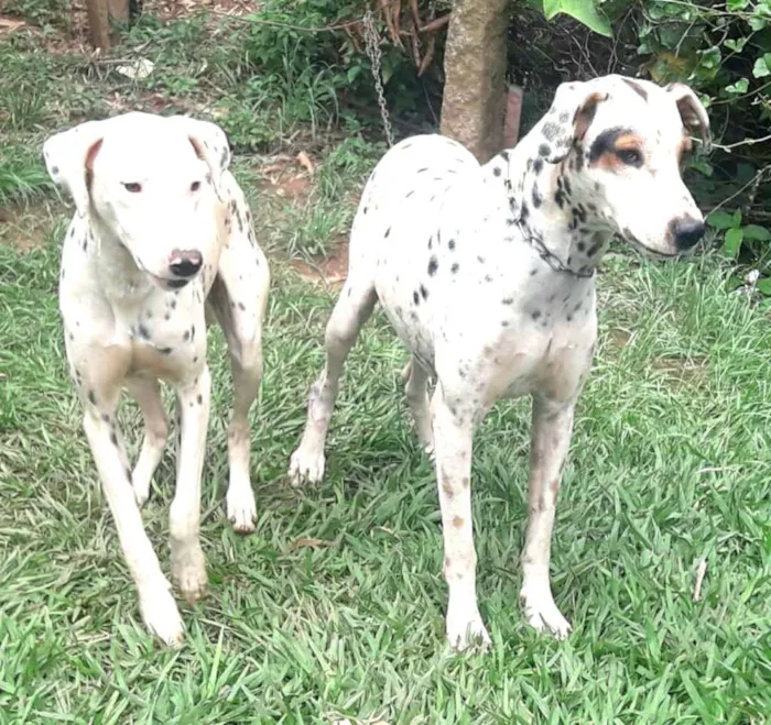 Cachorro ra a Dálmata  idade  nome Marlei e Linda