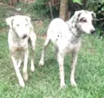 Marlei e Linda