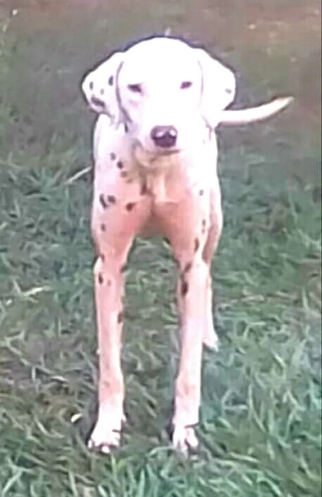 Cachorro ra a Dálmata  idade  nome Marlei e Linda