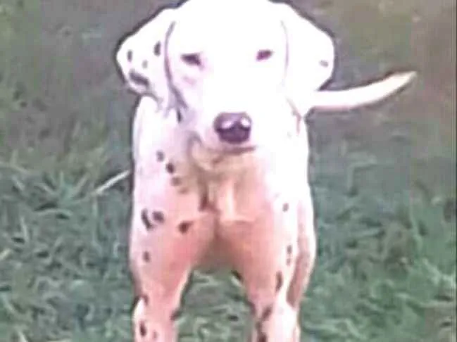 Cachorro ra a Dálmata  idade  nome Marlei e Linda