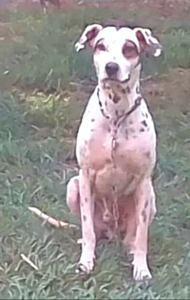 Cachorro ra a Dálmata  idade  nome Marlei e Linda