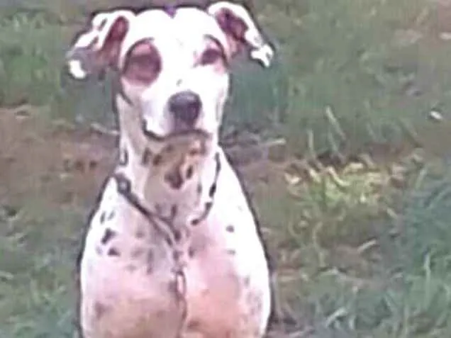 Cachorro ra a Dálmata  idade  nome Marlei e Linda