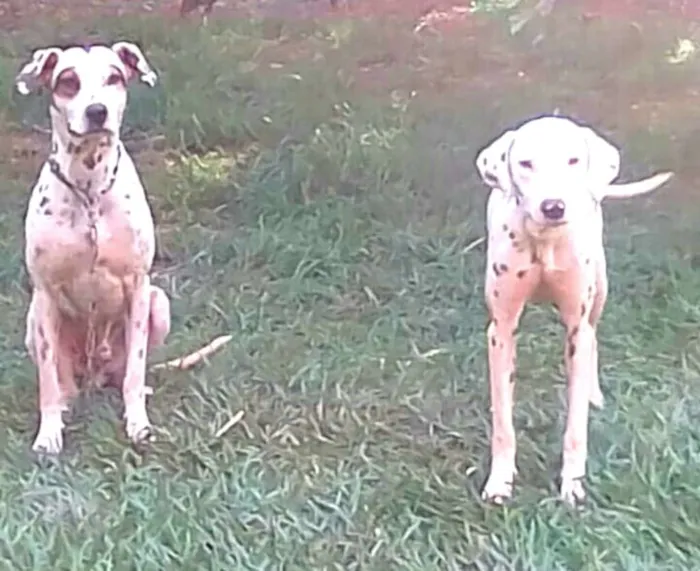 Cachorro ra a Dálmata  idade  nome Marlei e Linda