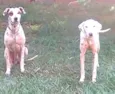 Marlei e Linda