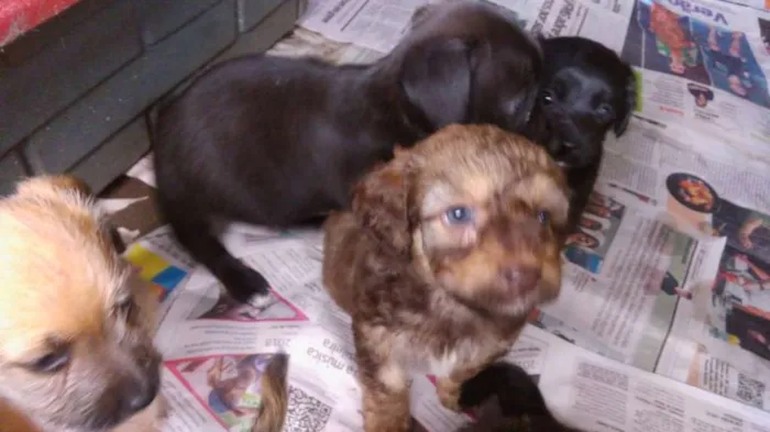 Cachorro raça  idade Abaixo de 2 meses nome Puro amor e carinho