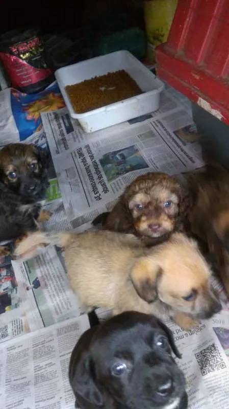 Cachorro raça  idade Abaixo de 2 meses nome Puro amor e carinho