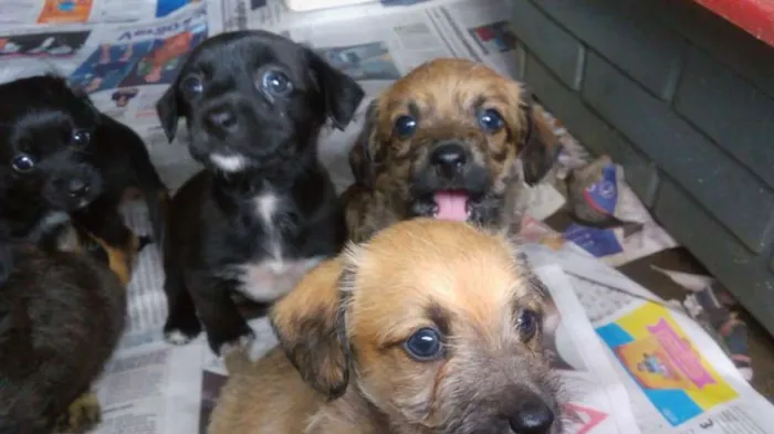 Cachorro raça  idade Abaixo de 2 meses nome Puro amor e carinho