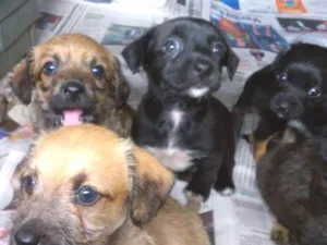 Cachorro raça  idade Abaixo de 2 meses nome Puro amor e carinho