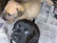 Puro amor e carinho