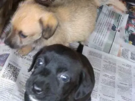 Cachorro raça  idade Abaixo de 2 meses nome Puro amor e carinho