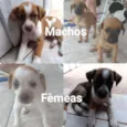 5 cães