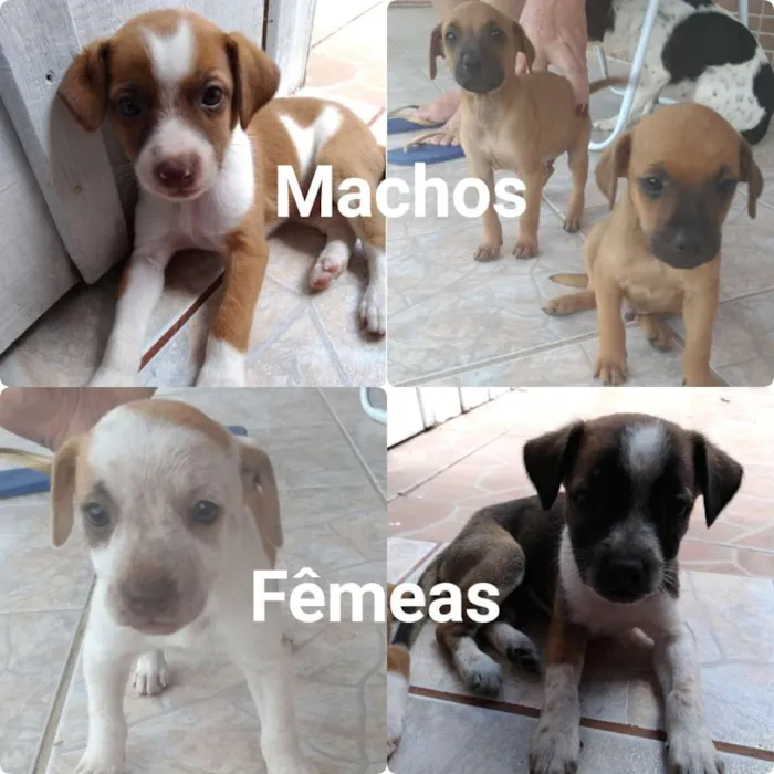 Cachorro ra a SRD idade Abaixo de 2 meses nome 5 cães