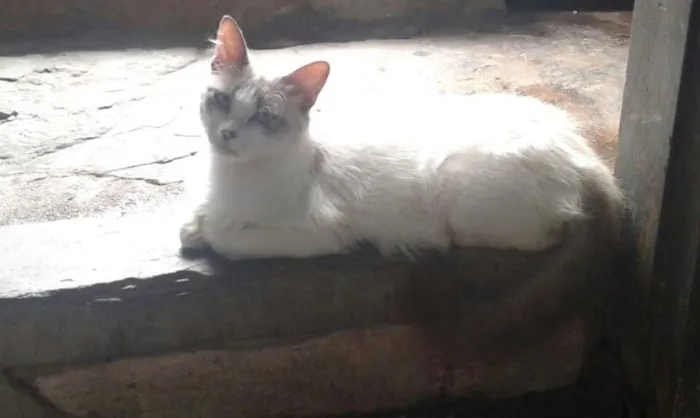 Gato ra a Viralata idade 4 anos nome Ivy