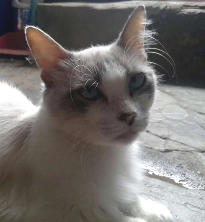 Gato ra a Viralata idade 4 anos nome Ivy