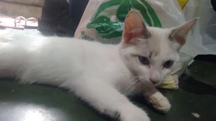 Gato ra a Viralata idade 2 a 6 meses nome Eyva