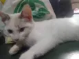 Eyva