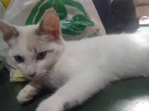 Gato raça Viralata idade 2 a 6 meses nome Eyva