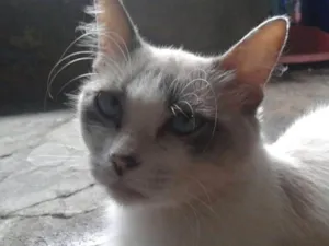 Gato raça Viralata idade 4 anos nome Ivy