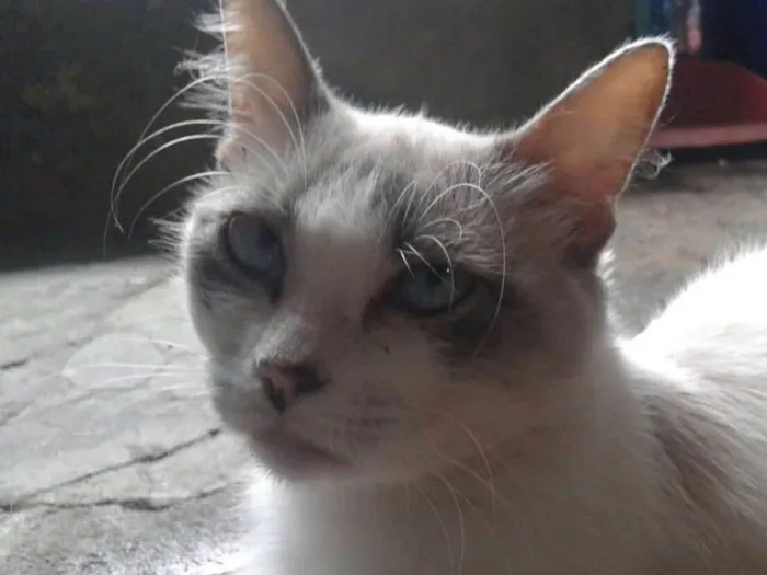 Gato ra a Viralata idade 4 anos nome Ivy
