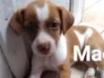 5 cães