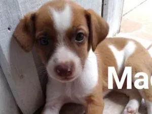 Cachorro raça SRD idade Abaixo de 2 meses nome 5 cães