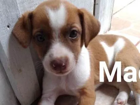 Cachorro ra a SRD idade Abaixo de 2 meses nome 5 cães