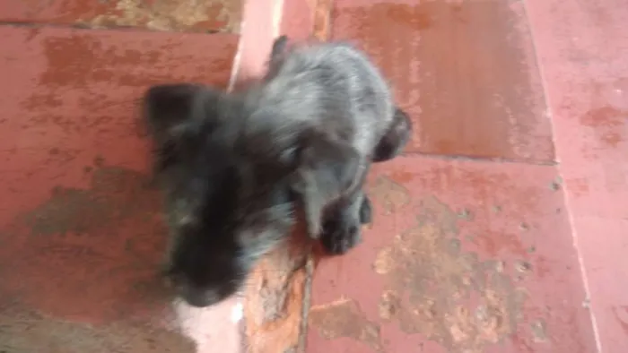 Cachorro ra a Sem raça  definida idade 2 a 6 meses nome Fusca, mas pode muda