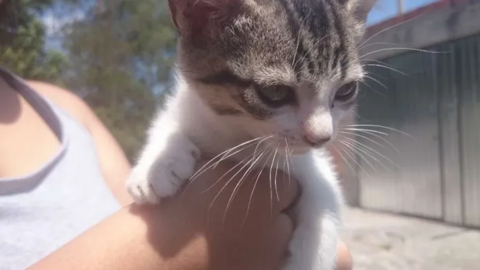 Gato ra a srd idade Abaixo de 2 meses nome mel
