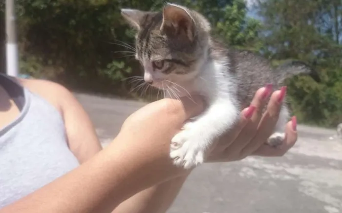 Gato ra a srd idade Abaixo de 2 meses nome mel