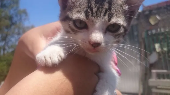 Gato ra a srd idade Abaixo de 2 meses nome mel