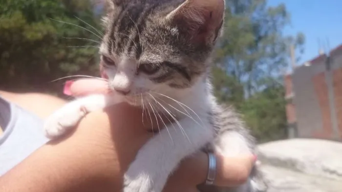 Gato ra a srd idade Abaixo de 2 meses nome mel