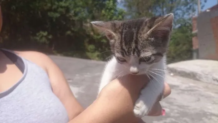 Gato ra a srd idade Abaixo de 2 meses nome mel